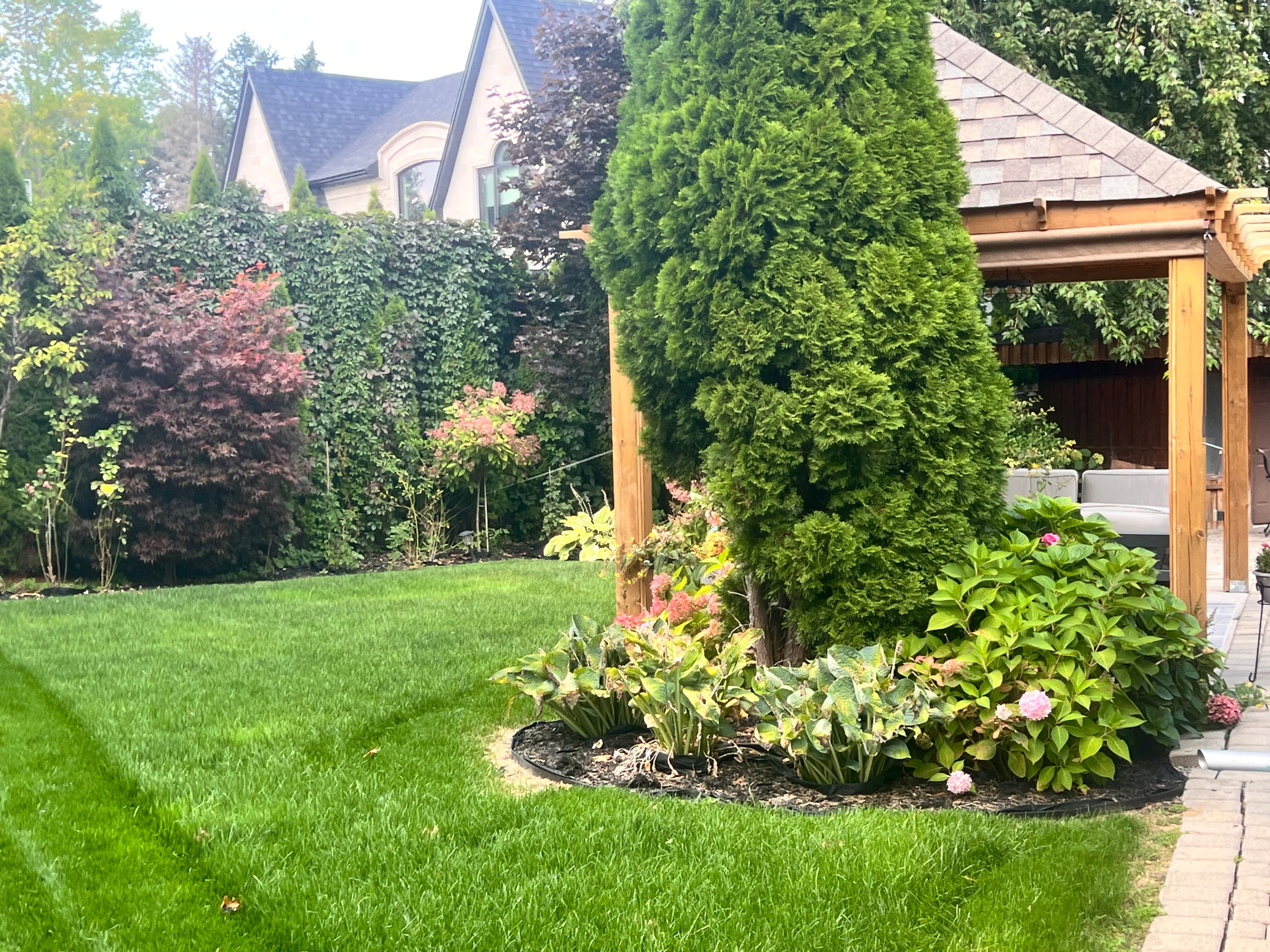 Backyard lawn and planted garden bed around a cedar beside the gazebo