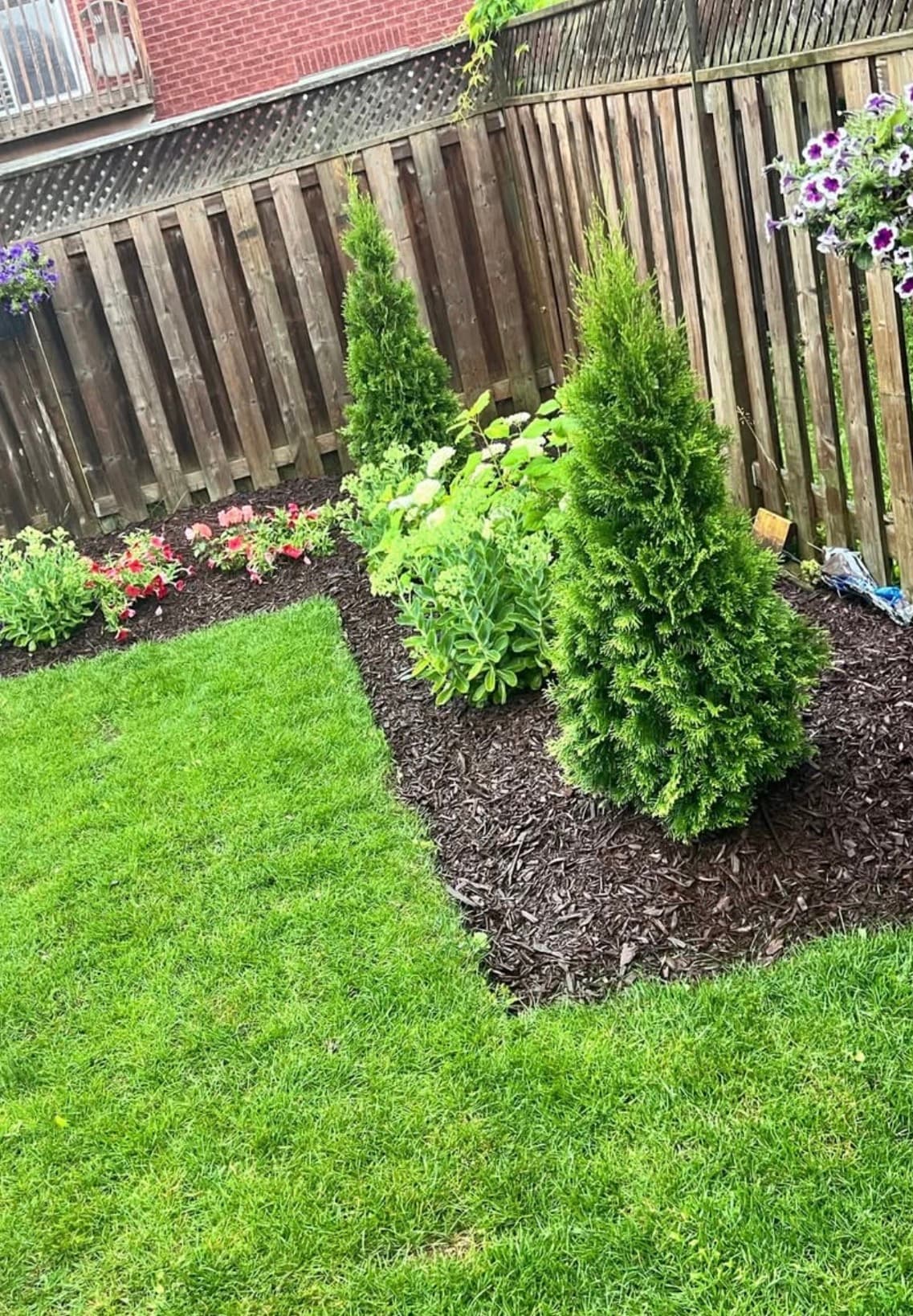 Mulched garden bed with cedars along a backyard fence