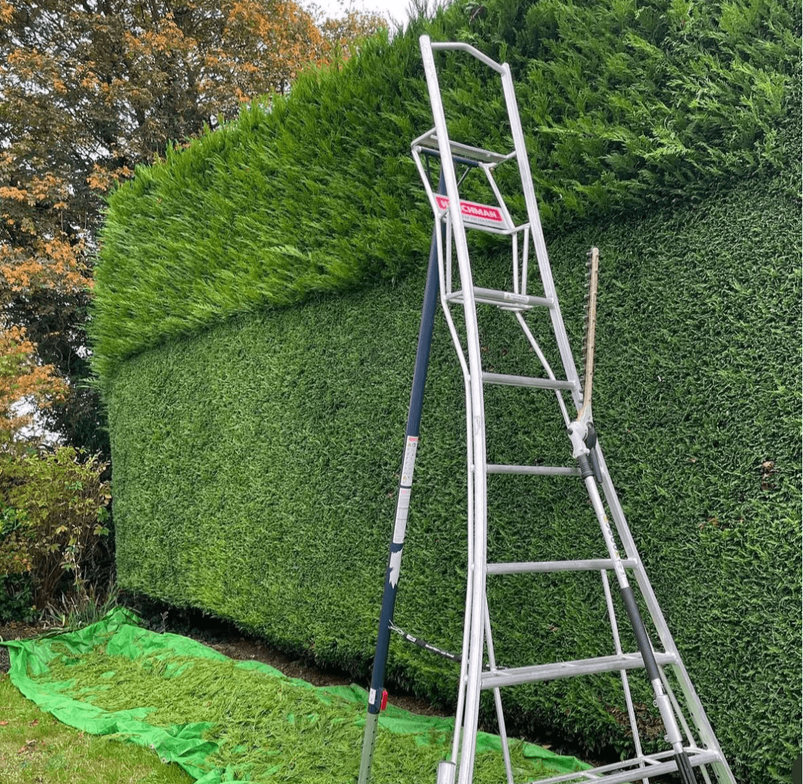 Tall cedar hedge being trimmed from an orchard ladder