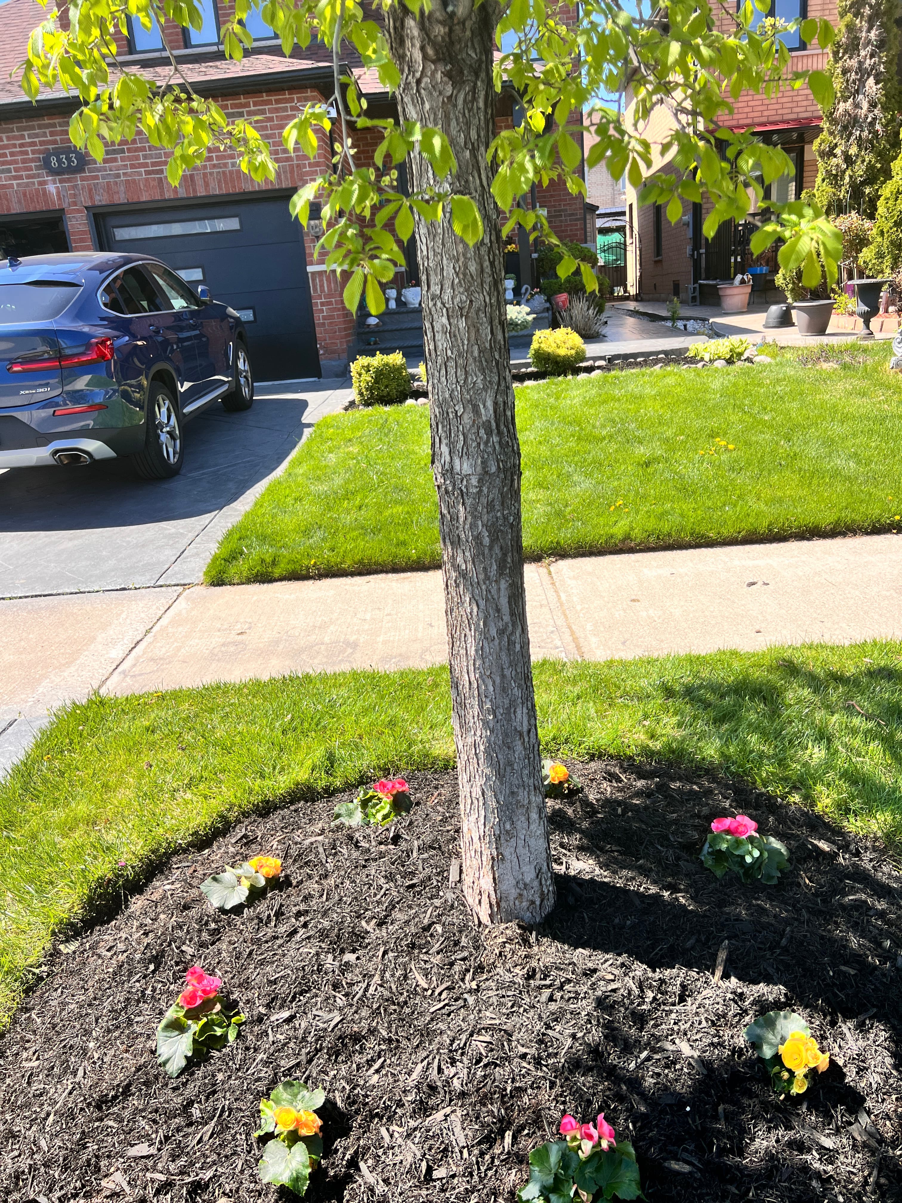 Flowers planted in a fresh mulch bed around a front-yard tree by the sidewalk